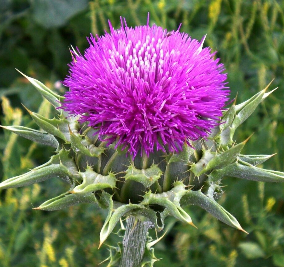 MILK THISTLE SEEDS 50+ herb FLOWER garden BIENNIAL Silybum Marianum Free Ship gallery
