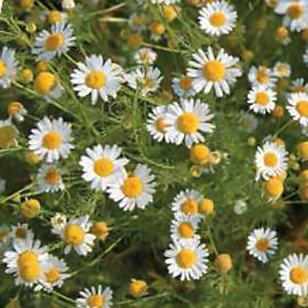 German Chamomile - Matricaria chamomile gallery