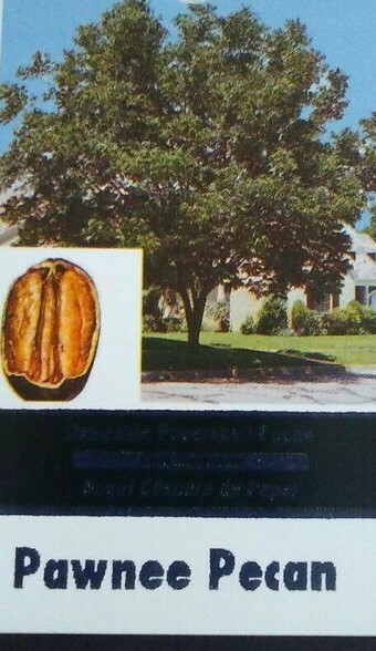 PAWNEE PECAN TREE Shade Trees Live Healthy Plant Large Pecans Nuts Wood Garden gallery