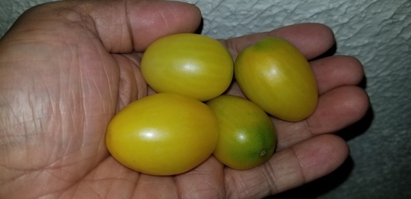 Micro Dwarf 'Rain Drop' Tomato Seeds (15) gallery