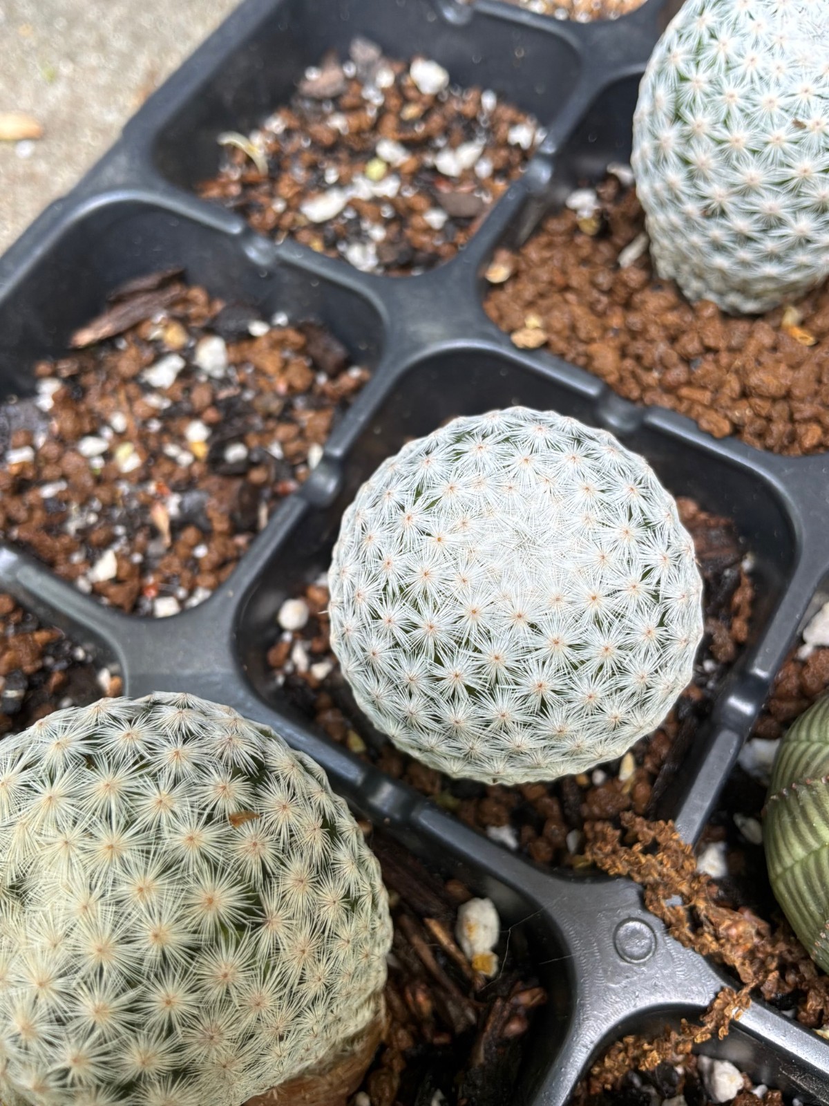 Mammillaria herrerae gallery