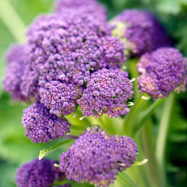 Purple Sprouting Broccoli Seeds, NON-GMO, Heirloom, Variety Sizes, FREE SHIP gallery