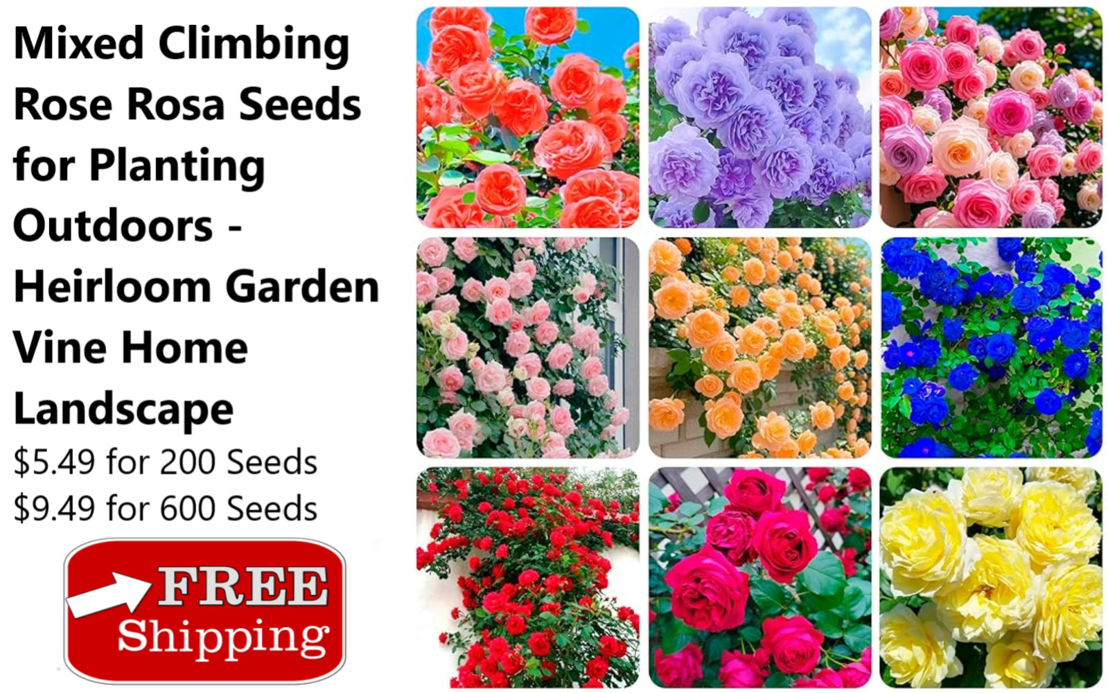 Mixed Climbing Rose Rosa Seeds for Planting Outdoors -Heirloom Garden Vine Home gallery
