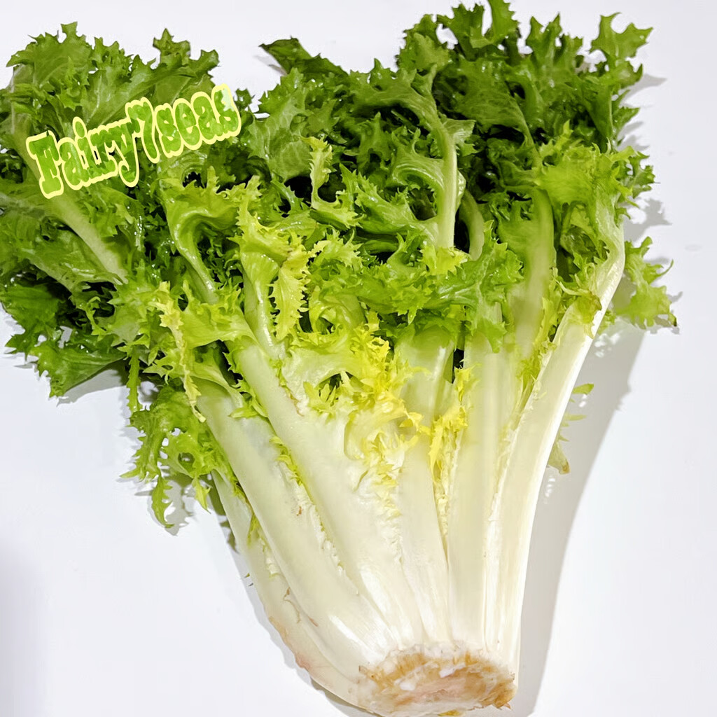 Frisee Endive Seeds - Cichorium Endivia - Green Curled Ruffec Endive Seeds gallery