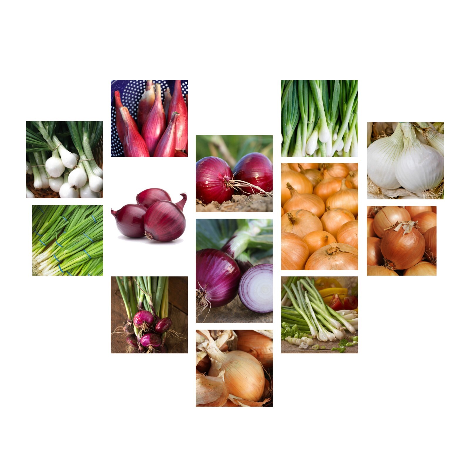 Onion Seeds Collection, NON-GMO, 13 Varieties to Choose From, FREE SHIPPING gallery