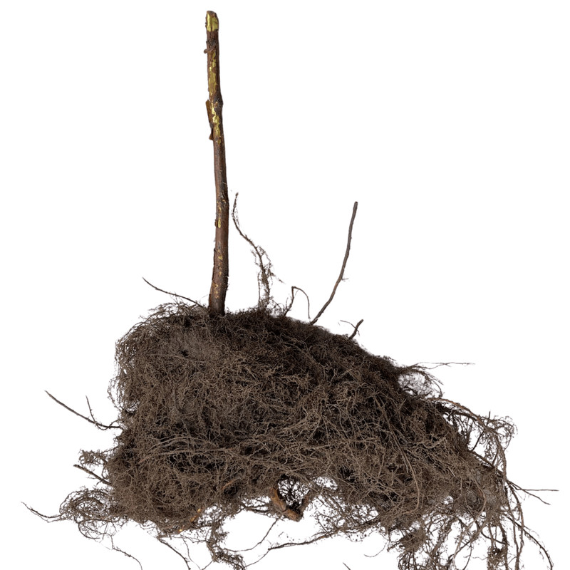 Hand Picked Nursery Anne Raspberry Canes – Bare Root Canes, 1-Year-Old gallery