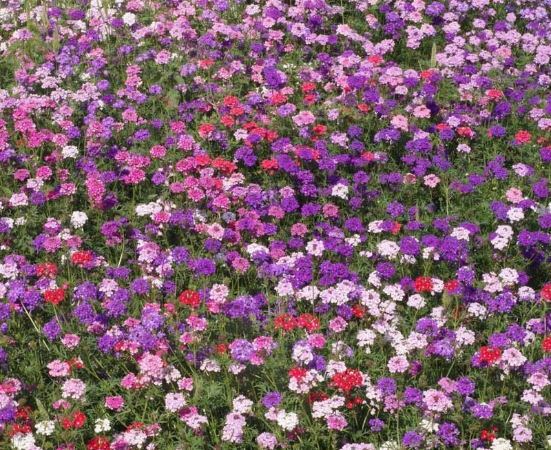 Verbena COMPACTA Mix Dwarf Groundcover Tender Perennial Bees Non-GMO 200 Seeds gallery