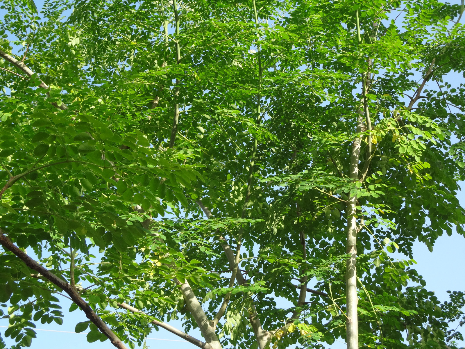 SUPER SPECIAL DEAL!! MORINGA Oleifera STX-1 Most Hardy Organically Grown SEEDS gallery