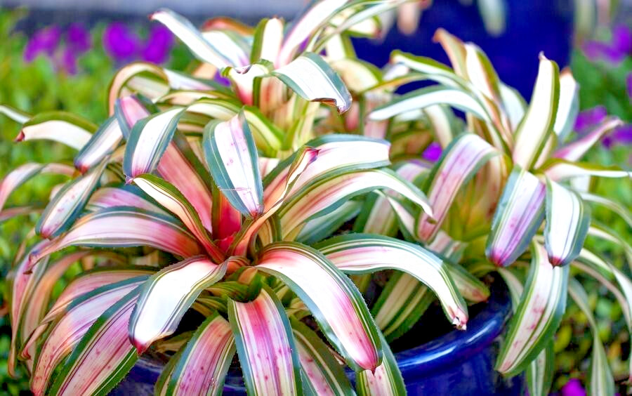 Neoregelia Martin Bromeliad 1pc Live Tropical Plant 10”-12” Sun or Shade gallery