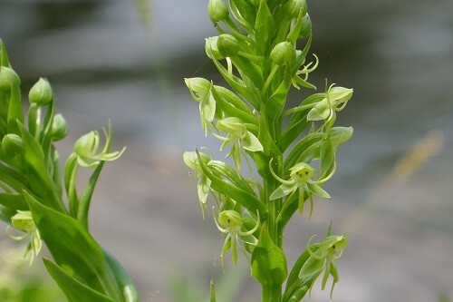 Waterspider False Reinorchid Seeds (Habenaria repens) ✤ 500 Seeds gallery