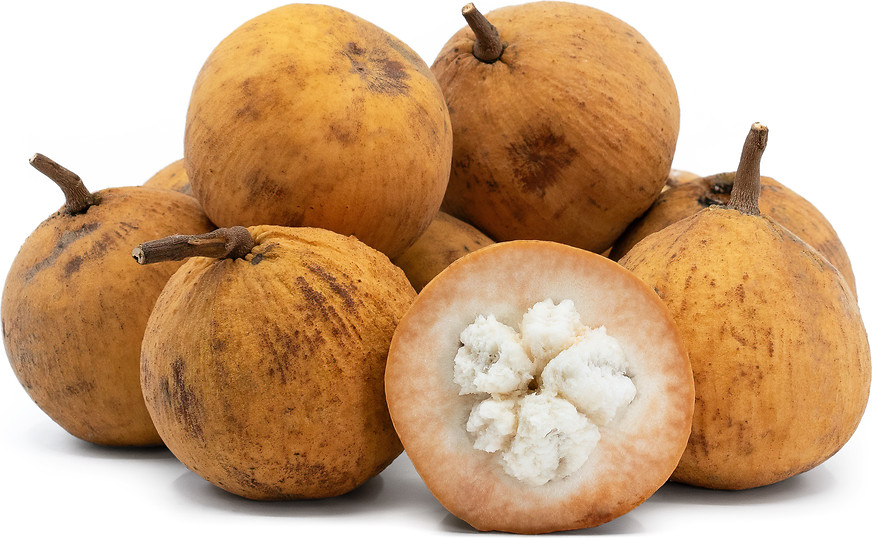 Santol tree- 3 fresh seeds gallery