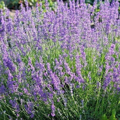 English Lavender (Lavandula x intermedia) non-GMO Heirloom seeds 100ct gallery
