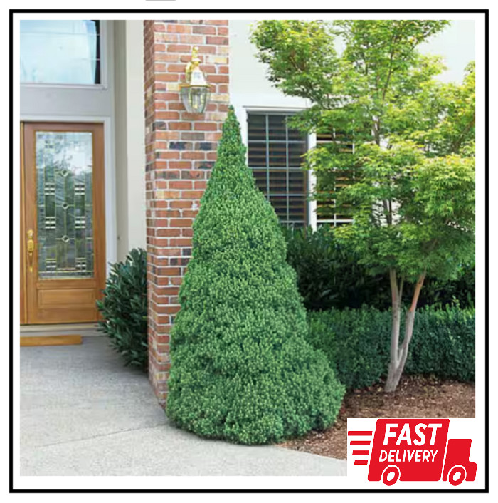 2.5 Qt. Dwarf Alberta Spruce Tree – Live Evergreen for Garden or Landscape gallery