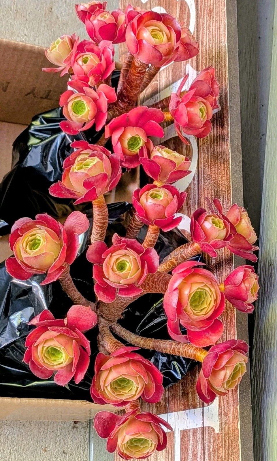 Buy One Get One 20"H~22"H Clustered Roses Aeonium Tree Stumps @Door Pick Up gallery