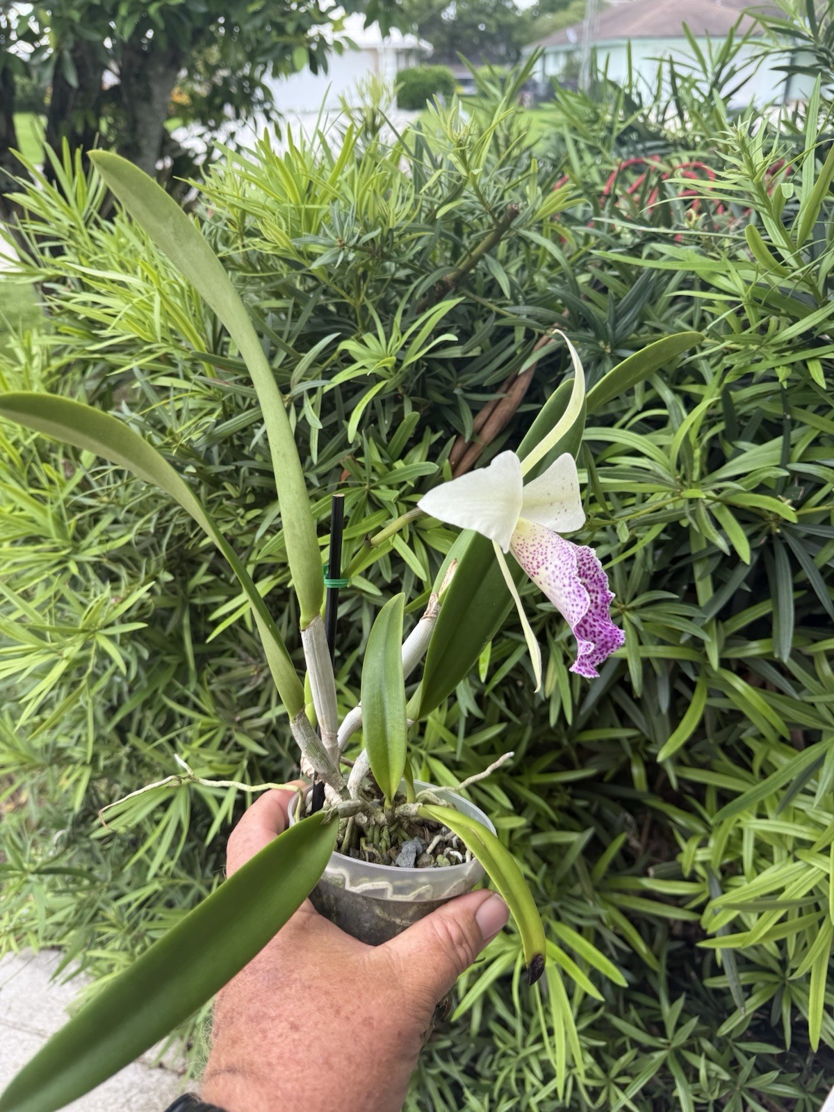Rhynchobrassoleya Hsinying Anna Star Orchid plant Blooming Size 4” FRAGRANT gallery
