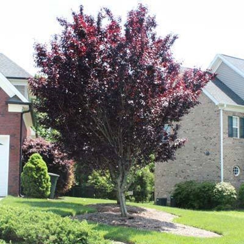 Norway Crimson King Maple Seeds Native Platanoides Fresh Tree Bonzai Award Seed gallery