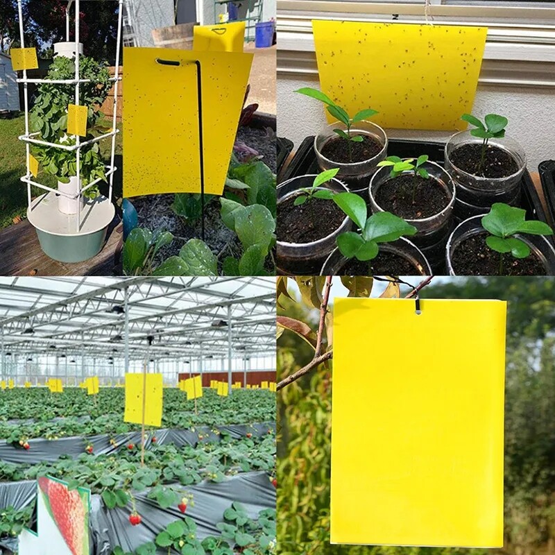 Sticky Fly Trap Paper Yellow Traps Fruit Flies Insect Glue Catcher Pest Control gallery