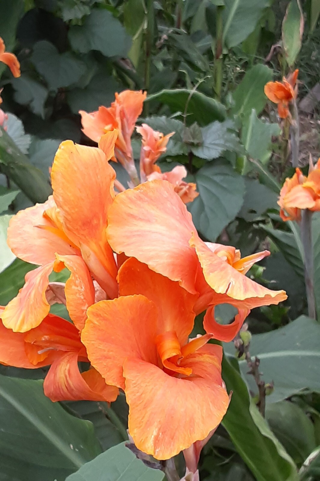 Sunrise Canna Lilly Bulbs (2 Count) gallery