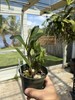 Dendrobium Hawaii Spectacular Den. 4” Orchid Plant 0 gallery