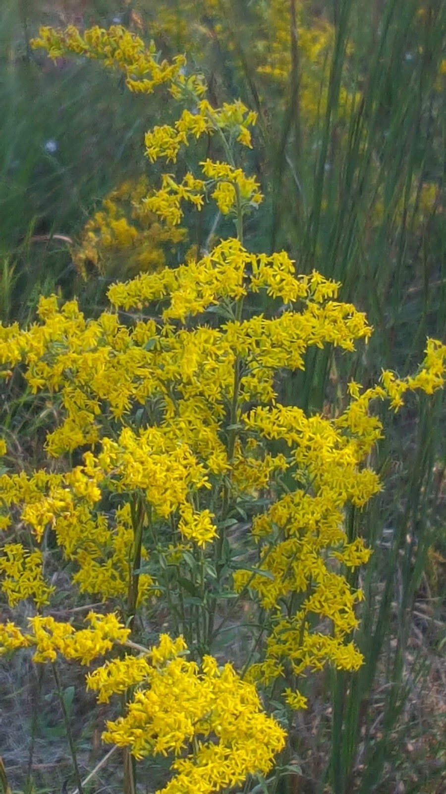 5 Tall Goldenrod (Solidago) Bare root plants~medicinal,butterfly,native,organic gallery