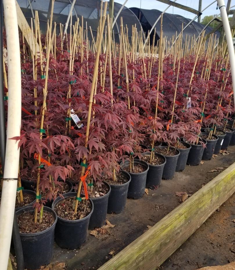 Fireglow Upright Red Japanese Maple - Live Plant - ( 2.5 QT ) gallery