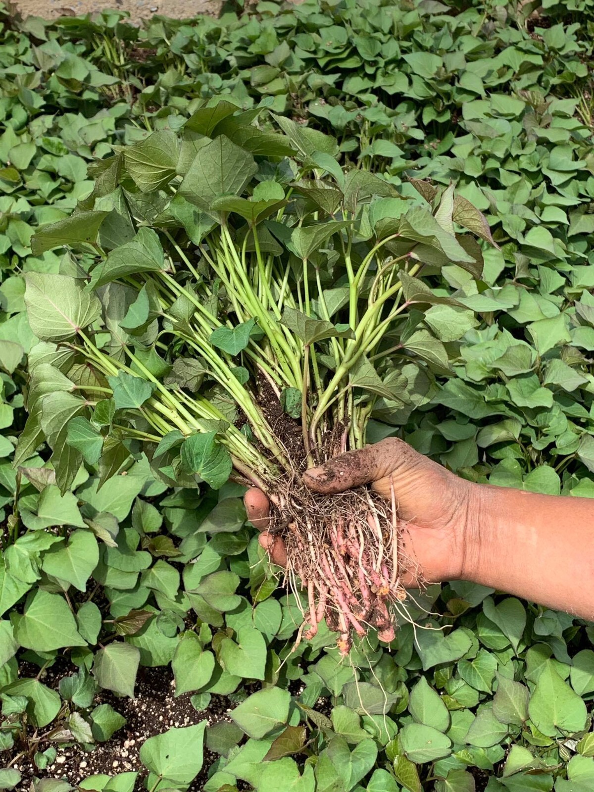 10 Sweet Potato Slips Plants - Vardaman - Bush Type - Non GMO & Chemical Free gallery