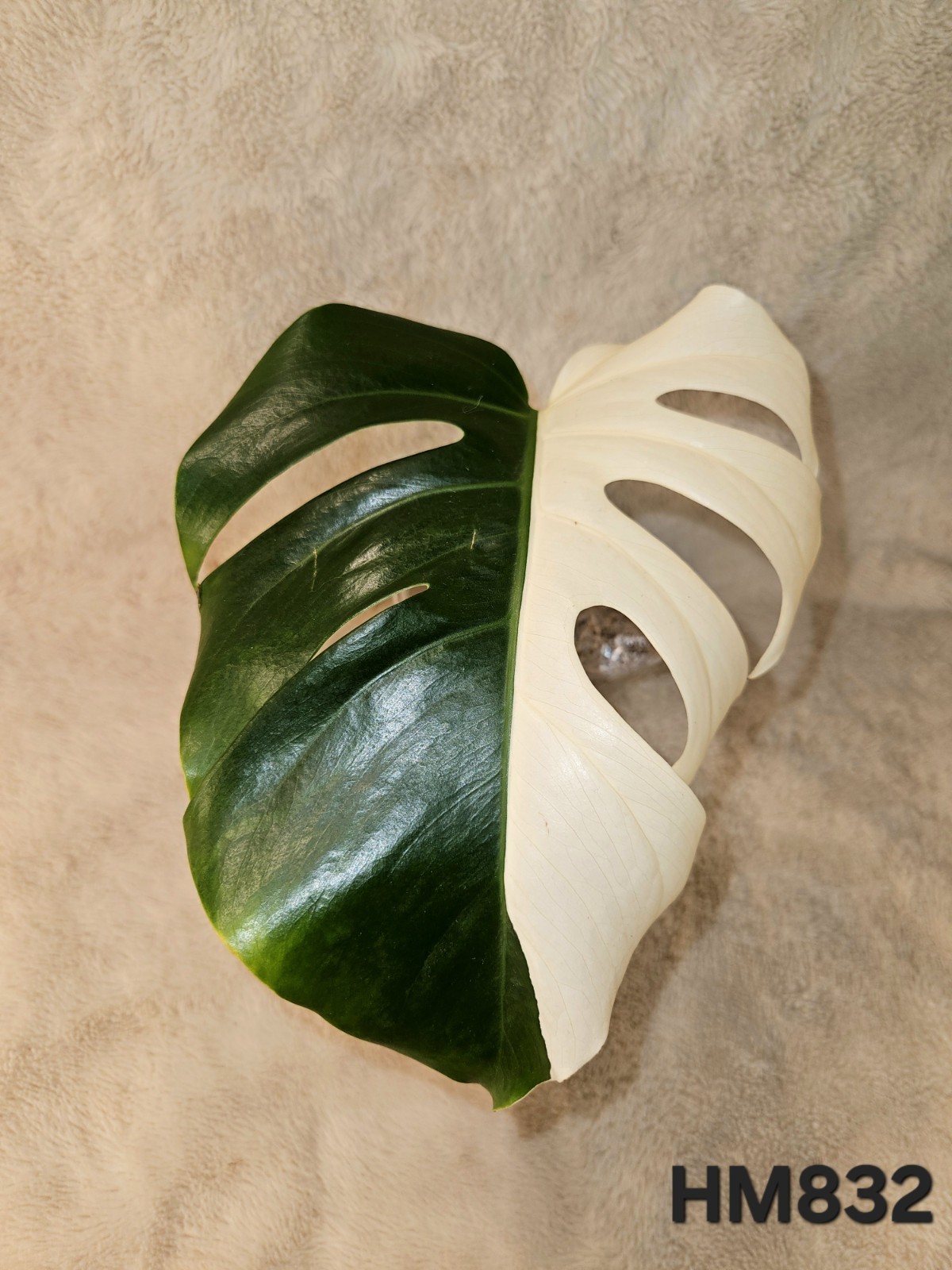 Highly Variegated Monstera Albo Premium Cutting gallery