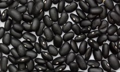 30 ORGANIC BLACK TURTLE BEAN SEEDS (Phaseolus vulgaris) Protein Vegetable Legume