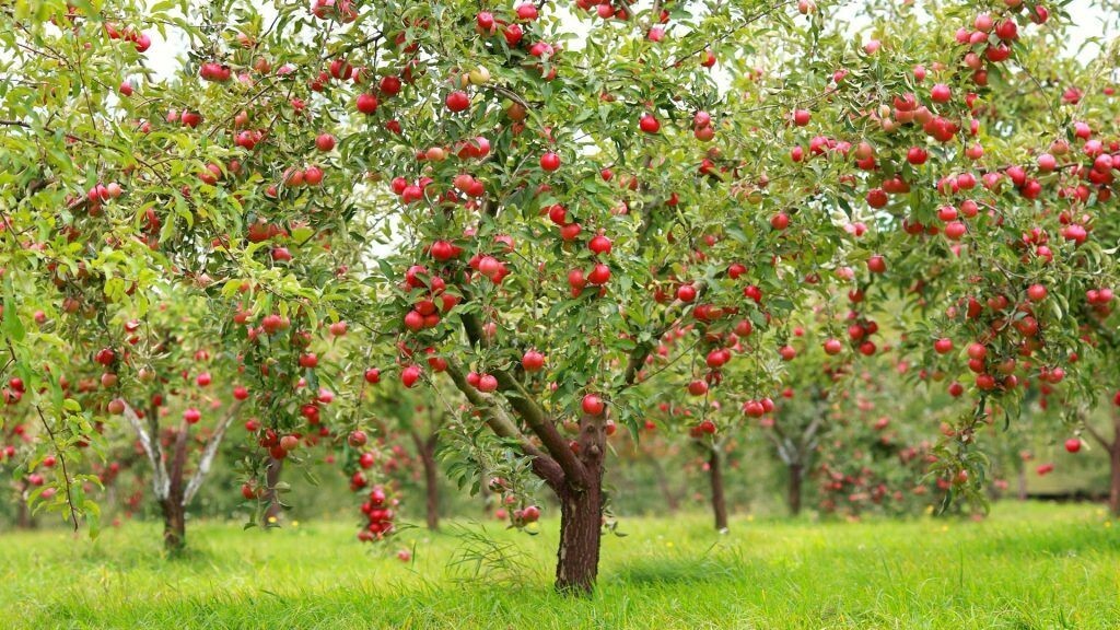 Red Delicious Apple tree seeds 5 count gallery
