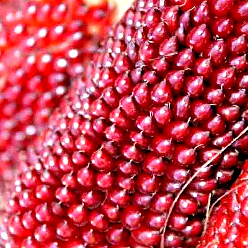 60+ STRAWBERRY RARE RUBY CORN SEEDS RED AUTUMN SWEET HEIRLOOM NON-GMO POPCORN US gallery