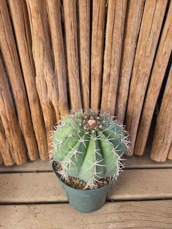 Melocactus concinnus gallery
