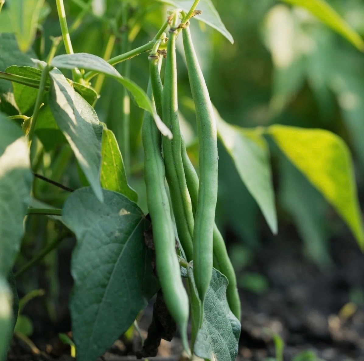 Burpee Stringless Green Pod Bush Bean - Fresh Seeds - NonGMO USA, Free Shipping! gallery