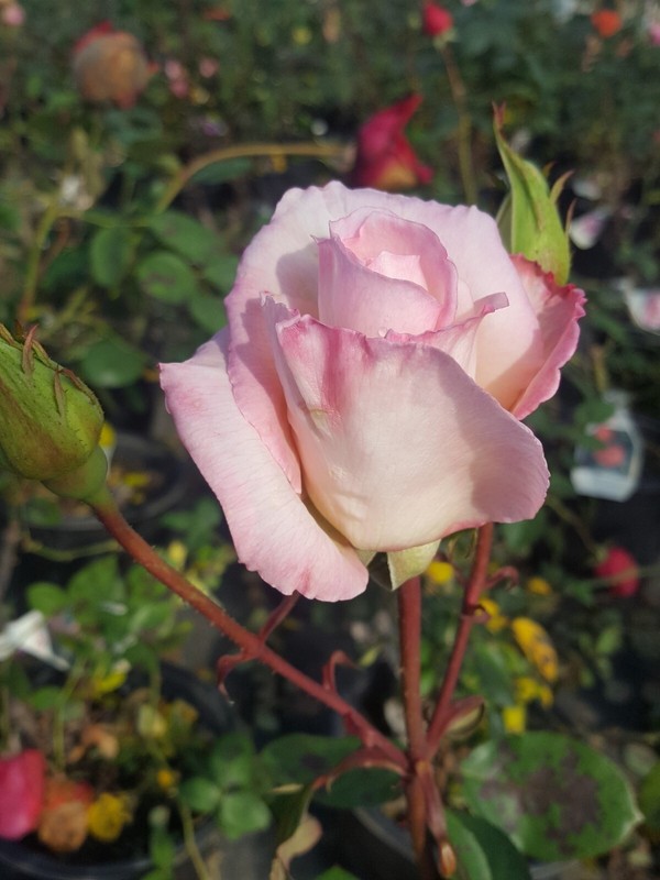 KORDES PERFECTA Everblooming Hybrid Tea Rose 1 Gal Live Bush Plants Plant Roses gallery