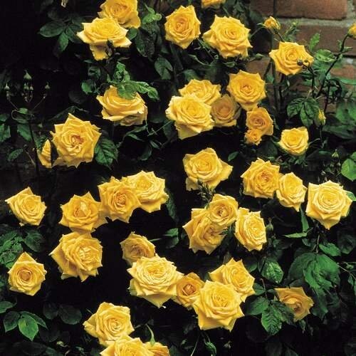 20pcs Yellow Climbing Rose Seeds - Rare Non-GMO Heirloom Variety for Your Garden gallery