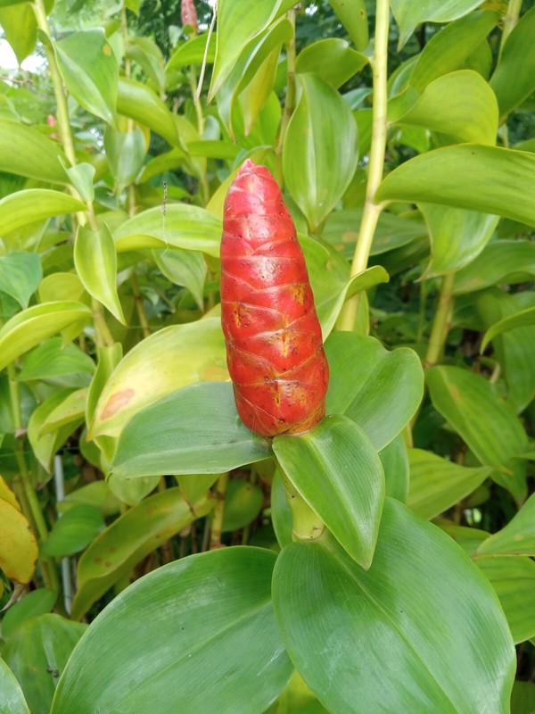 2x Red Button Ginger, Costus Woodsonii. Tropical easy to grow shade loving plant gallery