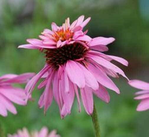 Echinacea purpurea Doubledecker| Doppelganger| 10_Seeds gallery