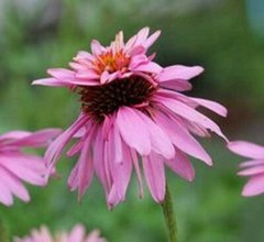 Echinacea purpurea Doubledecker| Doppelganger| 10_Seeds