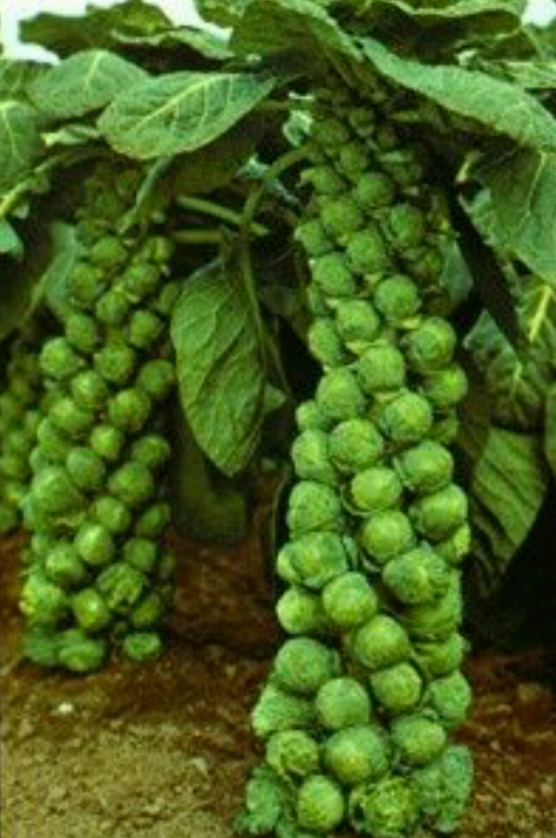 1000 LONG ISLAND BRUSSEL SPROUT Vegetable Seeds-Non GMO-Open Pollinated. gallery