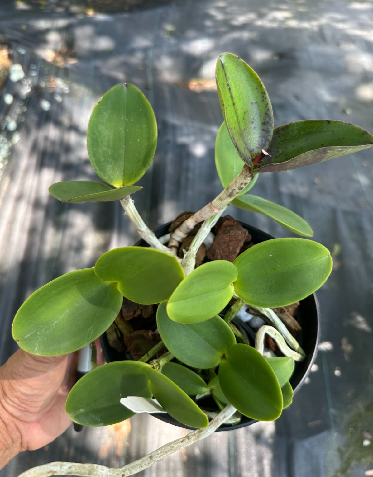 COMPACT BRAZIL CATTLEYA ORCHID SPECIES OUT OF BLOOM aclandiae 6" pot gallery