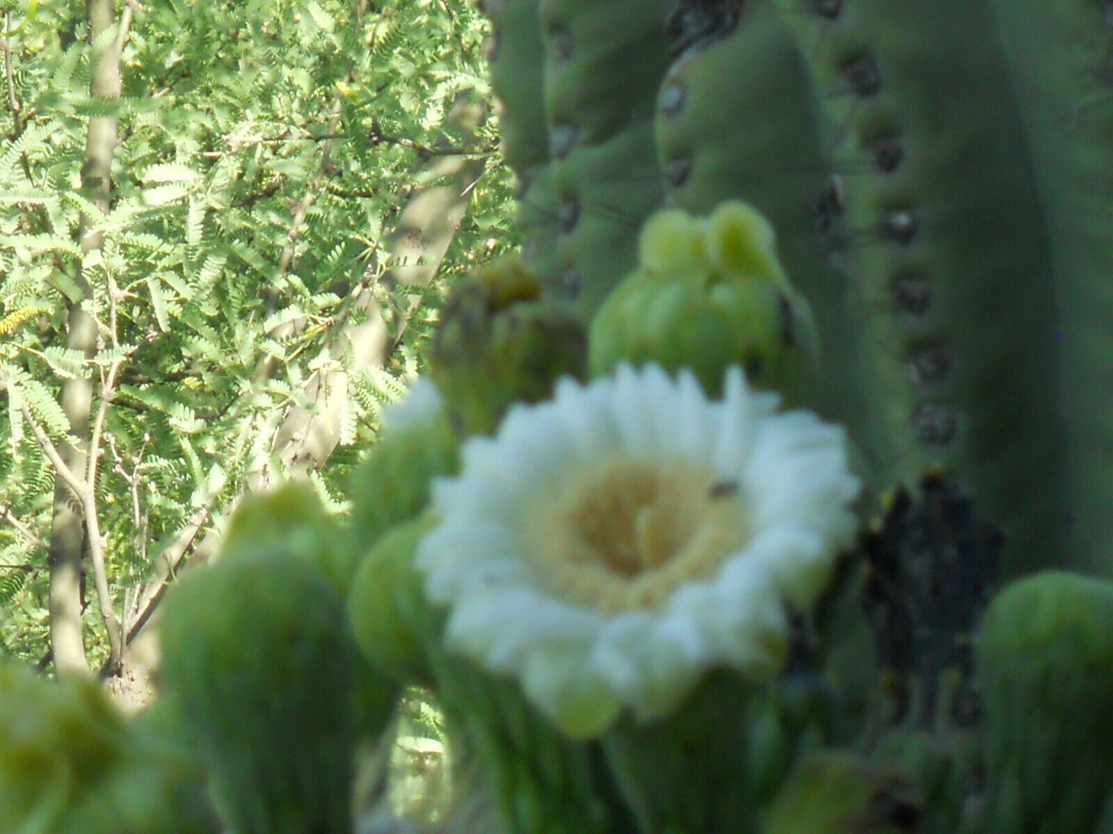 Saguaro gallery