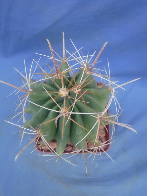 Ferocactus wislizeni "Fishhook Barrel" Cactus YELLOW SPINES/FLOWERS! 5"-6" Wide gallery