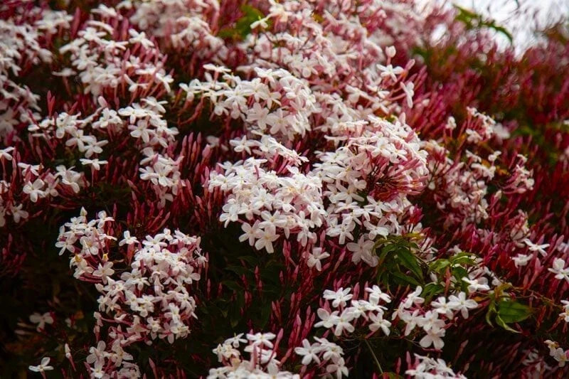 PINK JASMINE~Jasminum Polyanthum~Rooted STARTER Plant~Extremely Fragrant gallery
