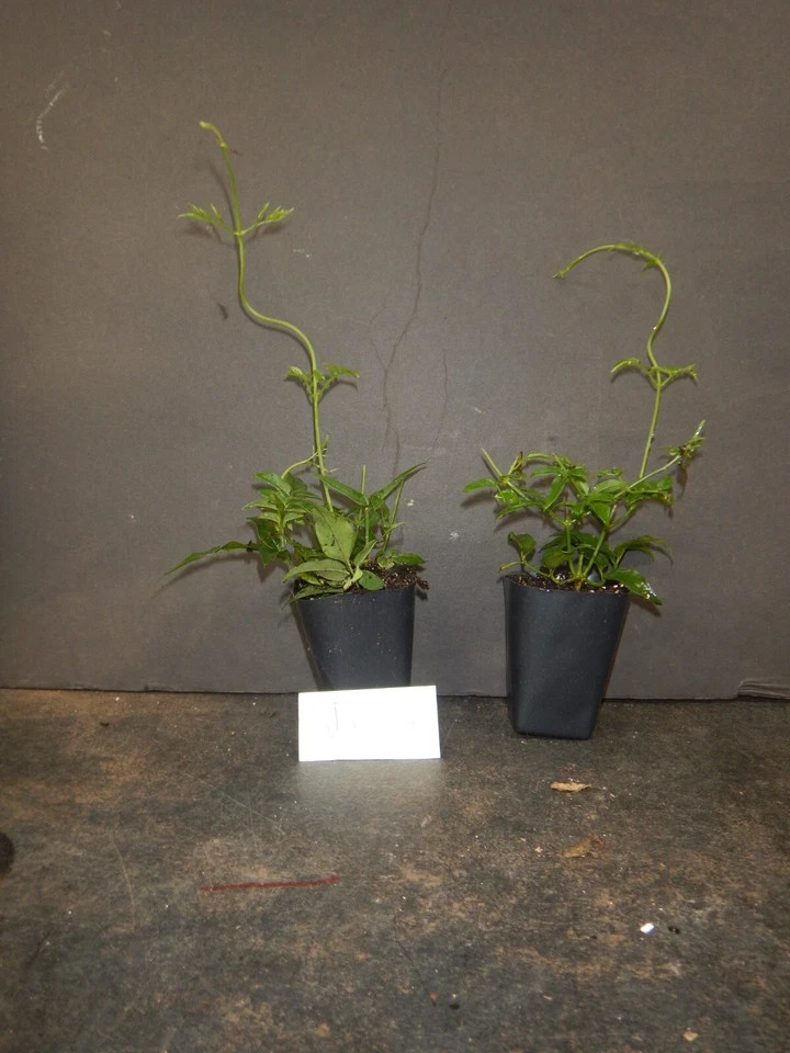 PINK JASMINE~Jasminum Polyanthum~Rooted STARTER Plant~Extremely Fragrant gallery