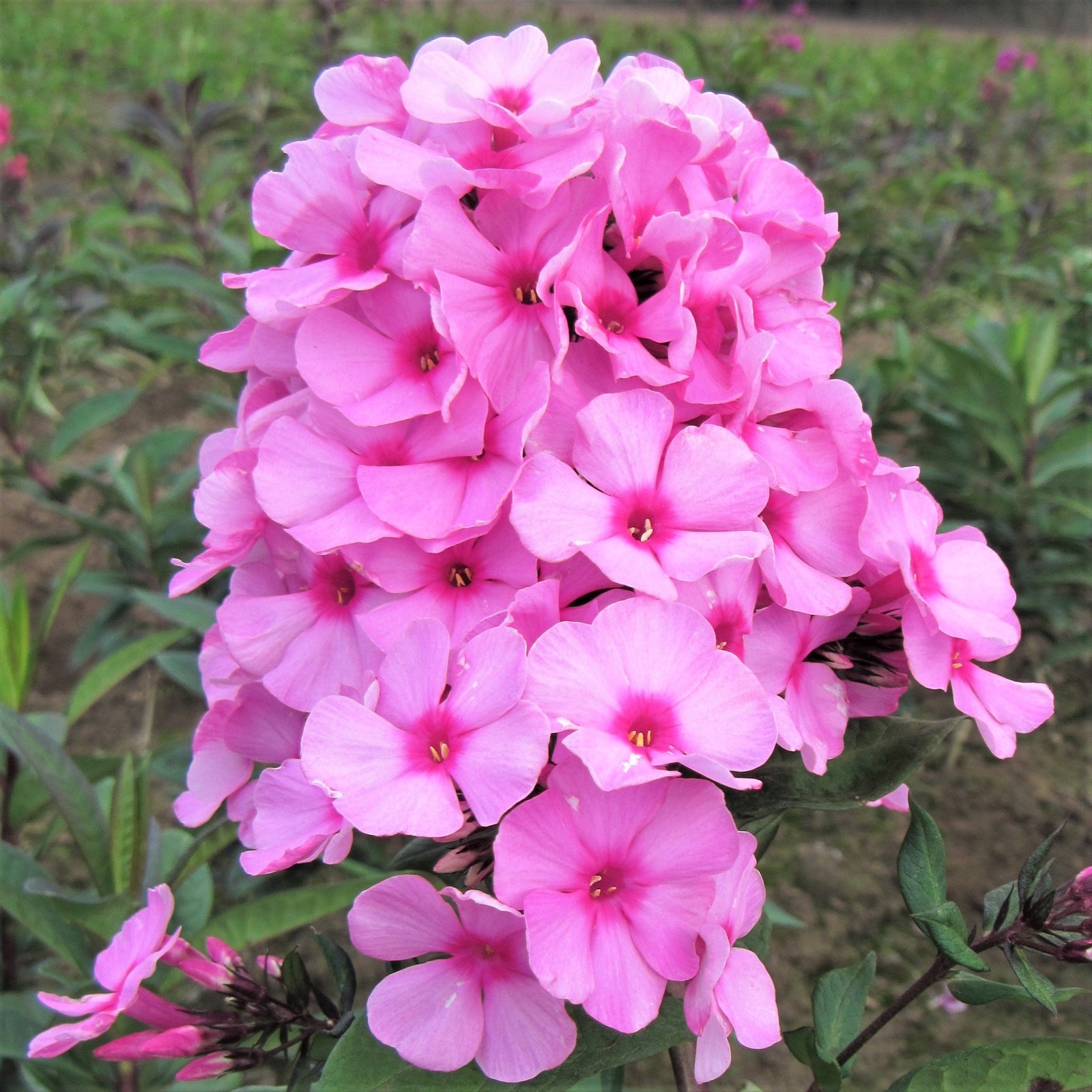 Phlox Eva Cullum 1 Root - Summer Fragrant Pink Blooms in Sun gallery
