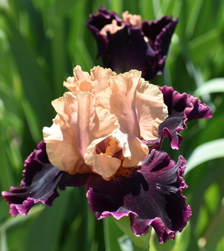'Prague' 'TB Bearded Iris Rhizome PRE-SALE to Ship Aug/Sept gallery