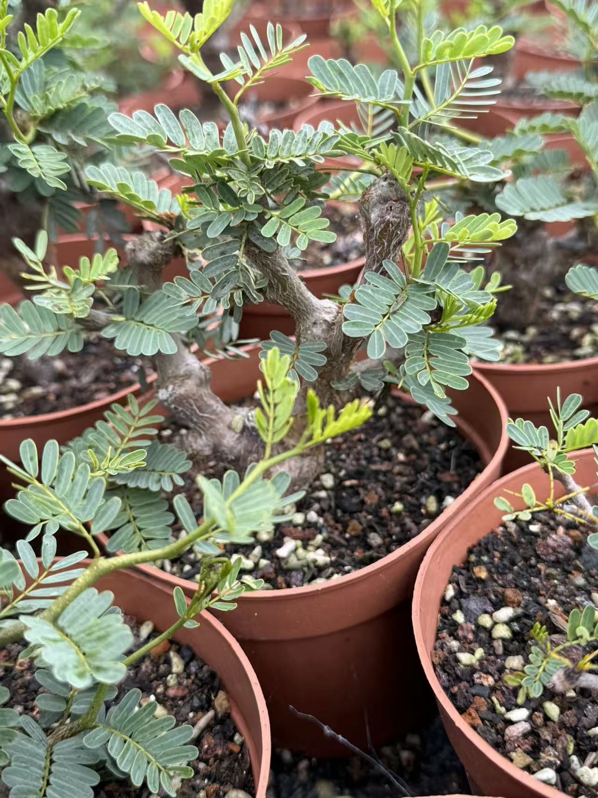 Senna meridionalis Roottuber Plant Succulent Garden Décor Boutique seedgrowth gallery