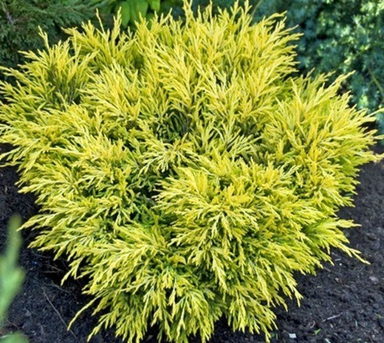 ( 1 ) - Lime Glow Spreading Juniper - Starter Plant ( 7m ) ( 1 live plant ) gallery