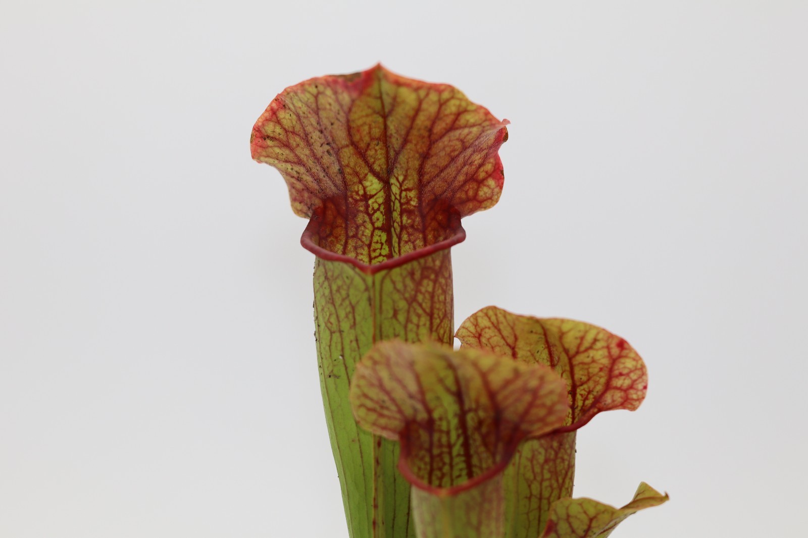 Sarracenia - Complex Hybrid gallery