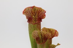 Sarracenia – Complex Hybrid