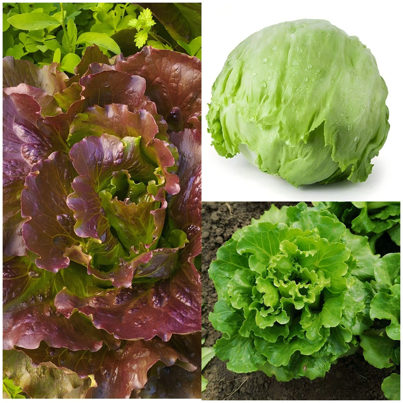 16 Varieties Fall Vegetable Seeds Over 20,000 Seeds gallery